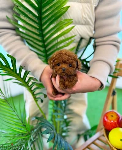 Tcup Poodle puppy for sale