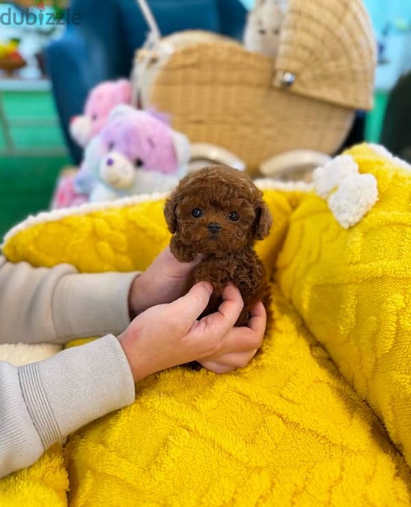 Tcup Poodle puppy for sale 3