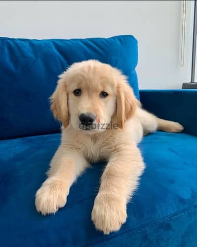 Golden retriever puppy for sale