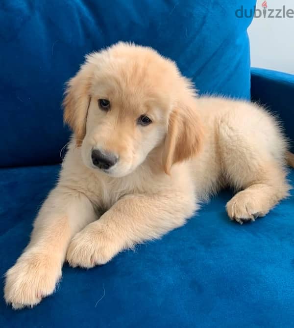 Golden retriever puppy for sale 1