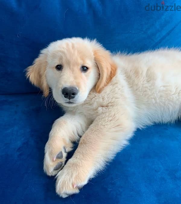 Golden retriever puppy for sale 2