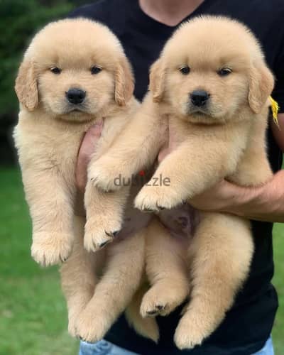 Golden Retriever// Whatsapp +97455792932