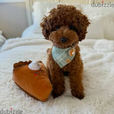 Poodle Puppies// Whatsapp+971502618837