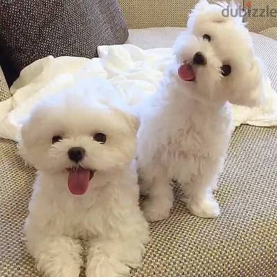 Maltese Puppies// whatsapp +971552543679