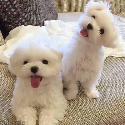 Maltese Puppies// whatsapp +971552543679