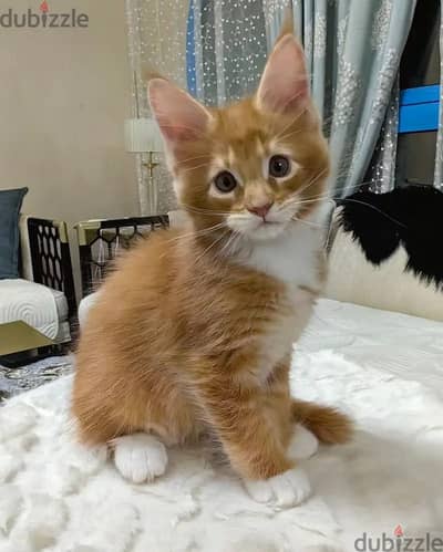 maine coon cat// whatsapp +971552543679