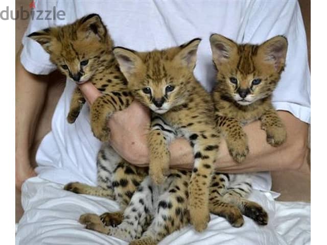 F1 Savannah kitten Available  Whatsapp{+971552710169 } 0