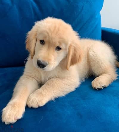 Golden retriever puppy for sale