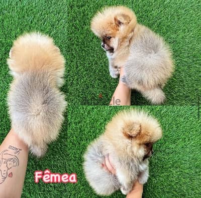 Female Crema Pomeranian for sale