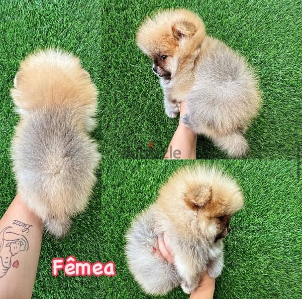 Female Crema Pomeranian for sale 0