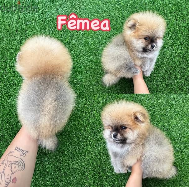 Female Crema Pomeranian for sale 1