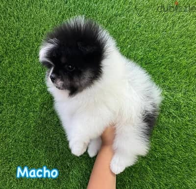 Trained Pomeranian for sale