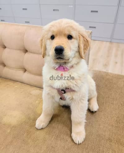 Golden retriever puppy for sale