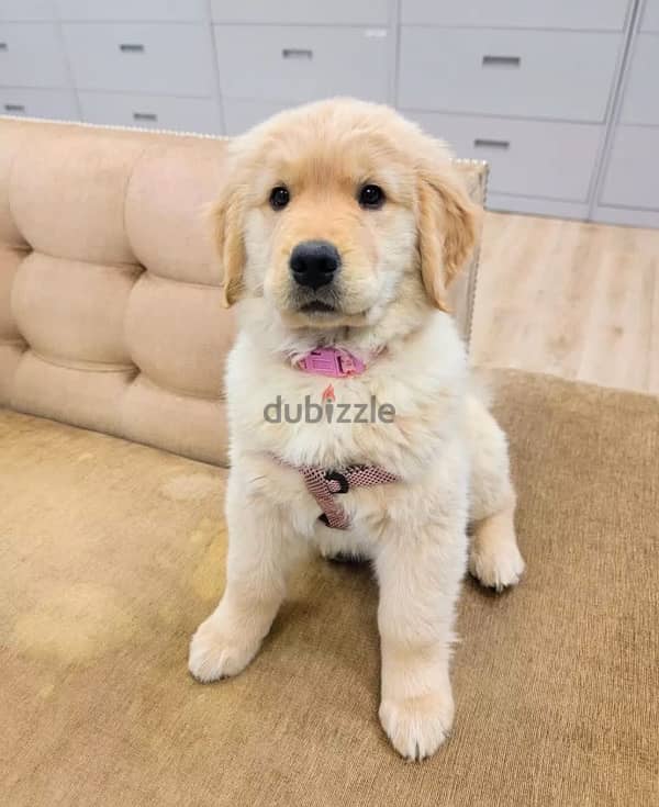 Golden retriever puppy for sale 0