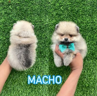 Tcup Pomeranian for sale . WhatsApp me ‪ +1 (484) 718‑9164‬