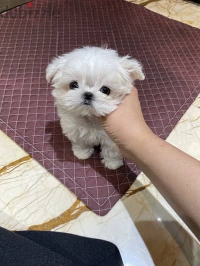 Friendly Maltese puppy for sale