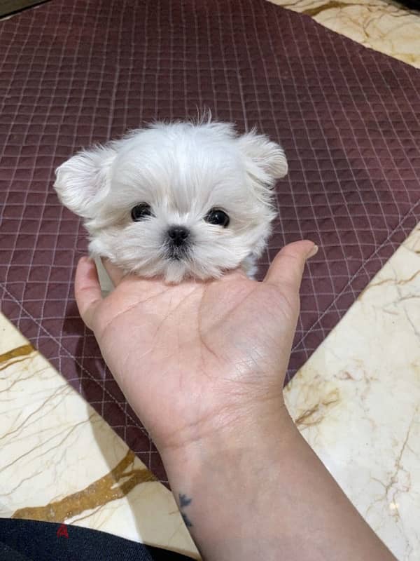 Friendly Maltese puppy for sale 1