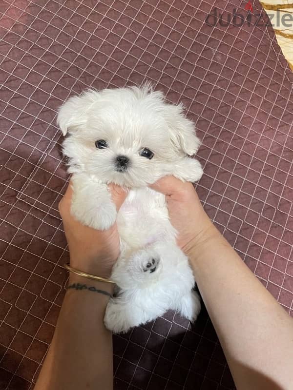 Friendly Maltese puppy for sale 2