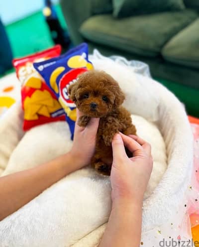 Female Toilet trained Poodle