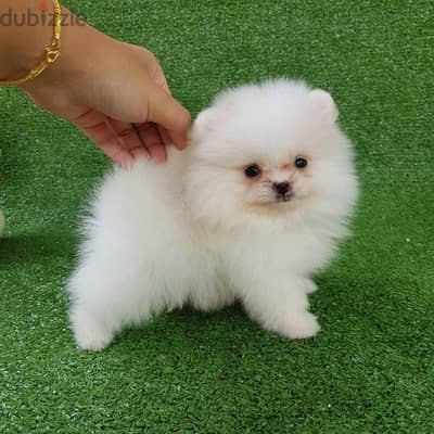 Pomeranian puppy for sale .  WhatsApp me +1 (908) 768‑4279