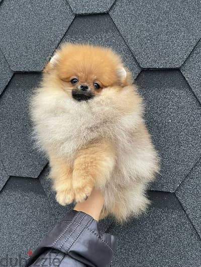 Cream Male Pomeranian for sale