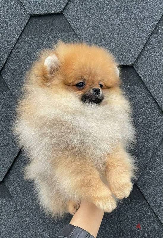 Cream Male Pomeranian for sale 1