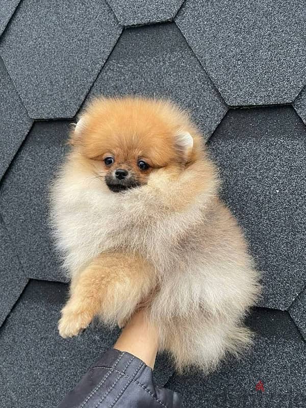 Cream Male Pomeranian for sale 2