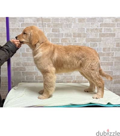 Female Golden retriever for sale