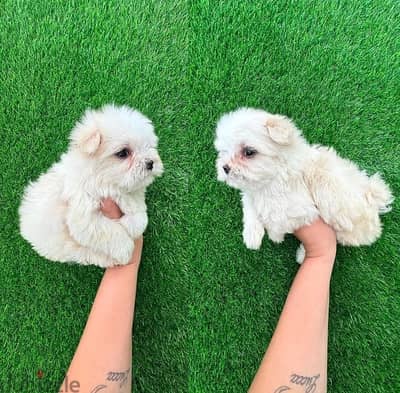 Purebred Maltese for sale