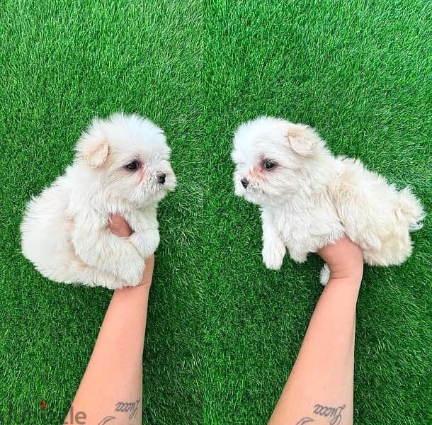 Purebred Maltese for sale 0