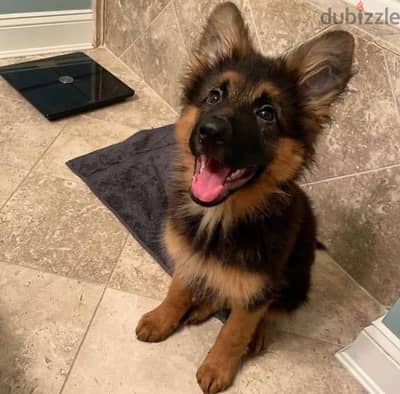 German Shepherd puppy