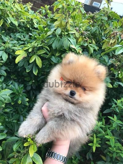 Cream male Pomeranian for sale