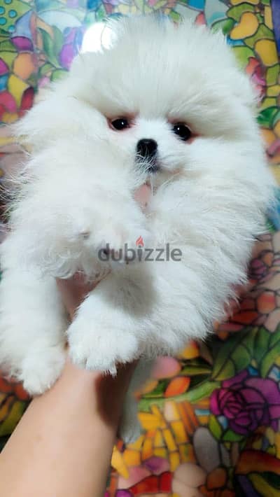 White female Pomeranian