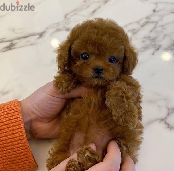 Purebred Poodle for sale 1