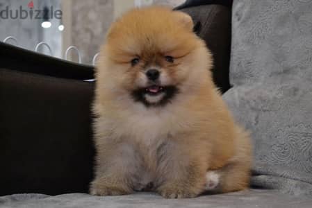 Female Pomeranian for sale