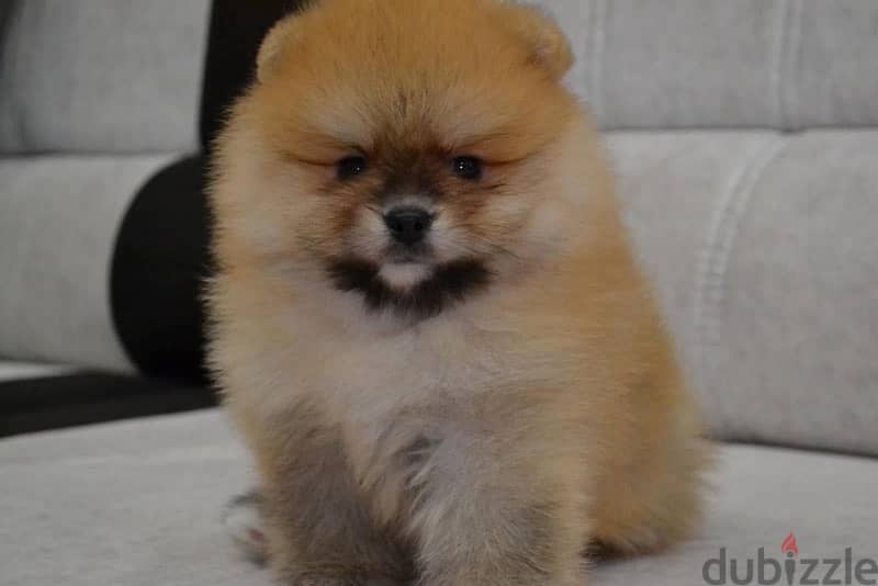 Female Pomeranian for sale 1