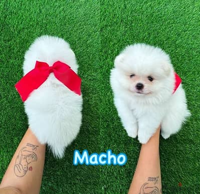 White Purebred Pomeranian for sale