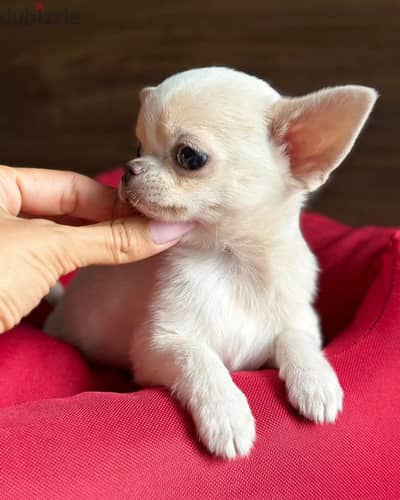 Chihuahua puppies//Whatsapp+971502618837