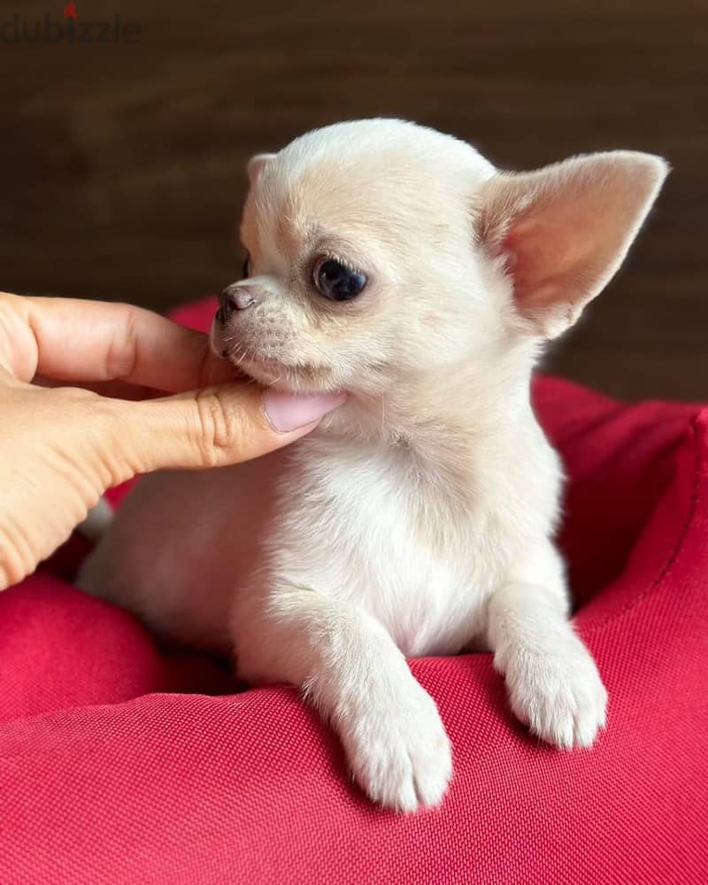 Chihuahua puppies//Whatsapp+971502618837 0