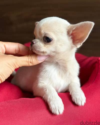 Chihuahua puppies// Whatsapp+971502618837