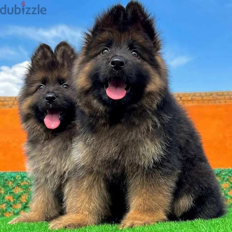 German Shepherd// WhatsApp +971502618837 0