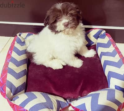 puppies Pomeranian. shih tzu chawchaw forsale