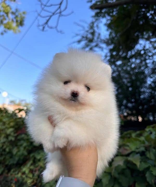 puppies Pomeranian. shih tzu chawchaw forsale 5