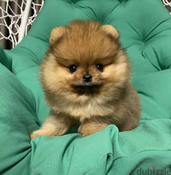 puppies Pomeranian. shih tzu chawchaw forsale 4