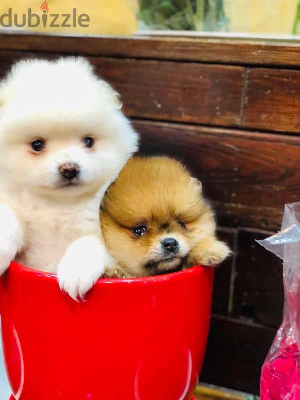 puppies Pomeranian. shih tzu chawchaw forsale 1