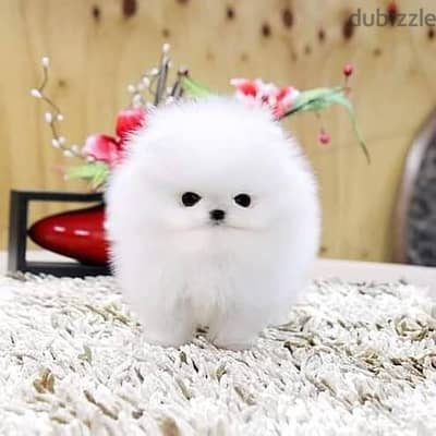 pomeranian// Whatsapp +971552543679