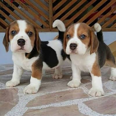 Beagle puppies// Whatsapp +971552543679