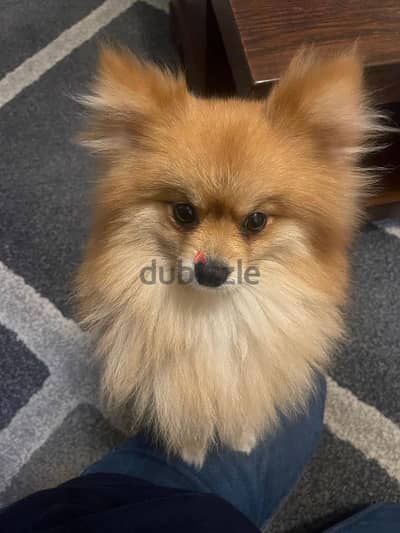 purebred pomeranian