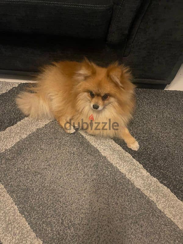 purebred pomeranian 1