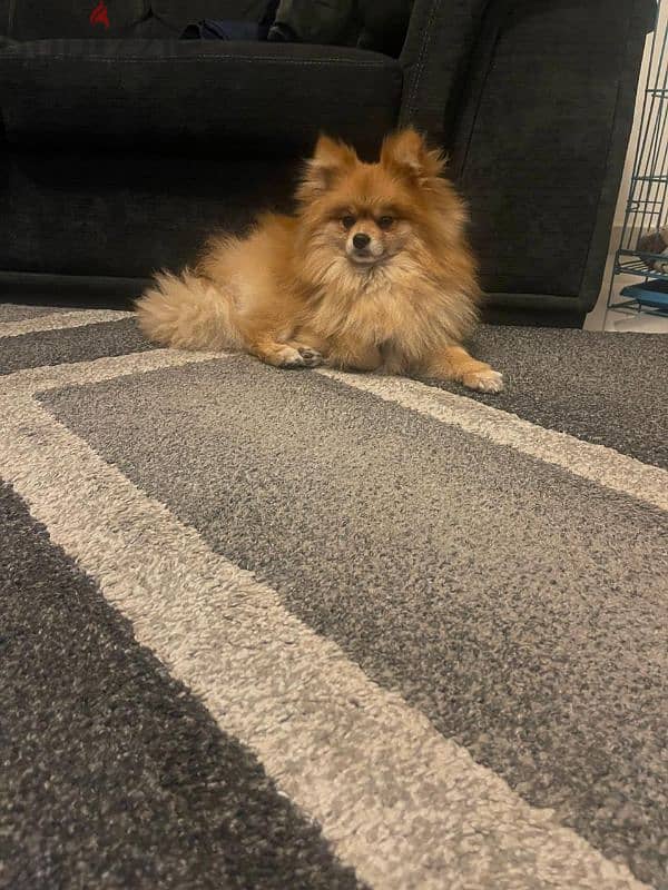 purebred pomeranian 2